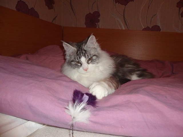 Maine Coon - mainská mývalia mačka - www.maine-coons.sk